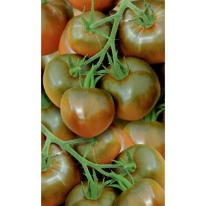Naturtalent by toom® Historische Bio-Tomate 'Schwarze Krim', 11 cm Topf, 2er-Set