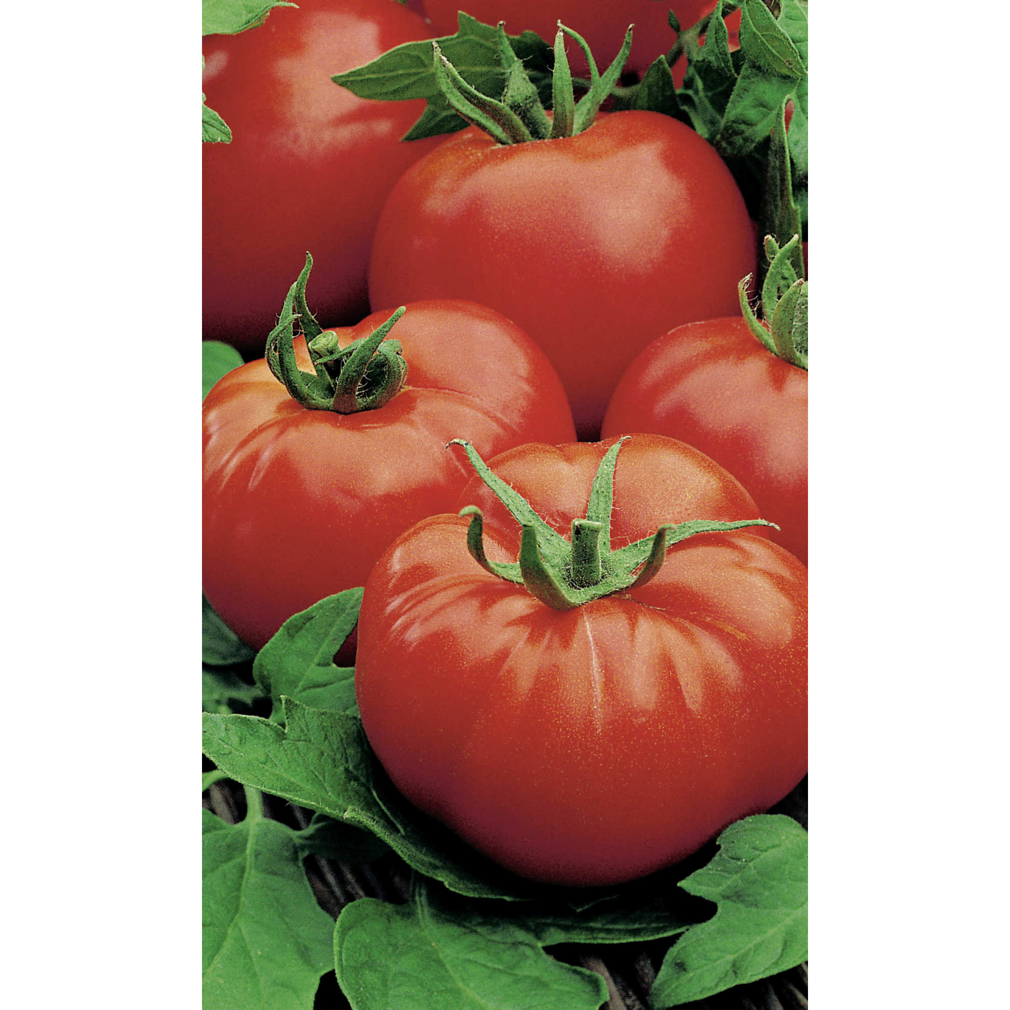 Naturtalent by toom® Historische Bio-Tomate 'Rote Russische', 11 cm Topf, 2er-Set + product picture