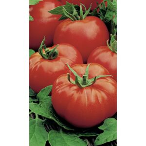 Naturtalent by toom® Historische Bio-Tomate 'Rote Russische', 11 cm Topf, 2er-Set