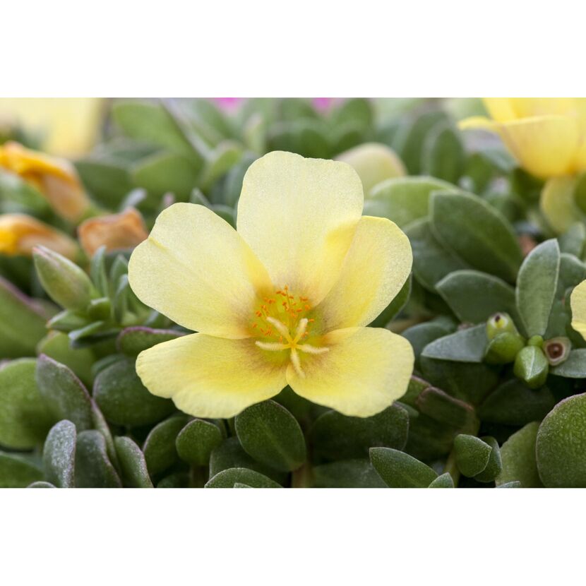 Nahaufnahme einer gelben Portulakröschenblüte