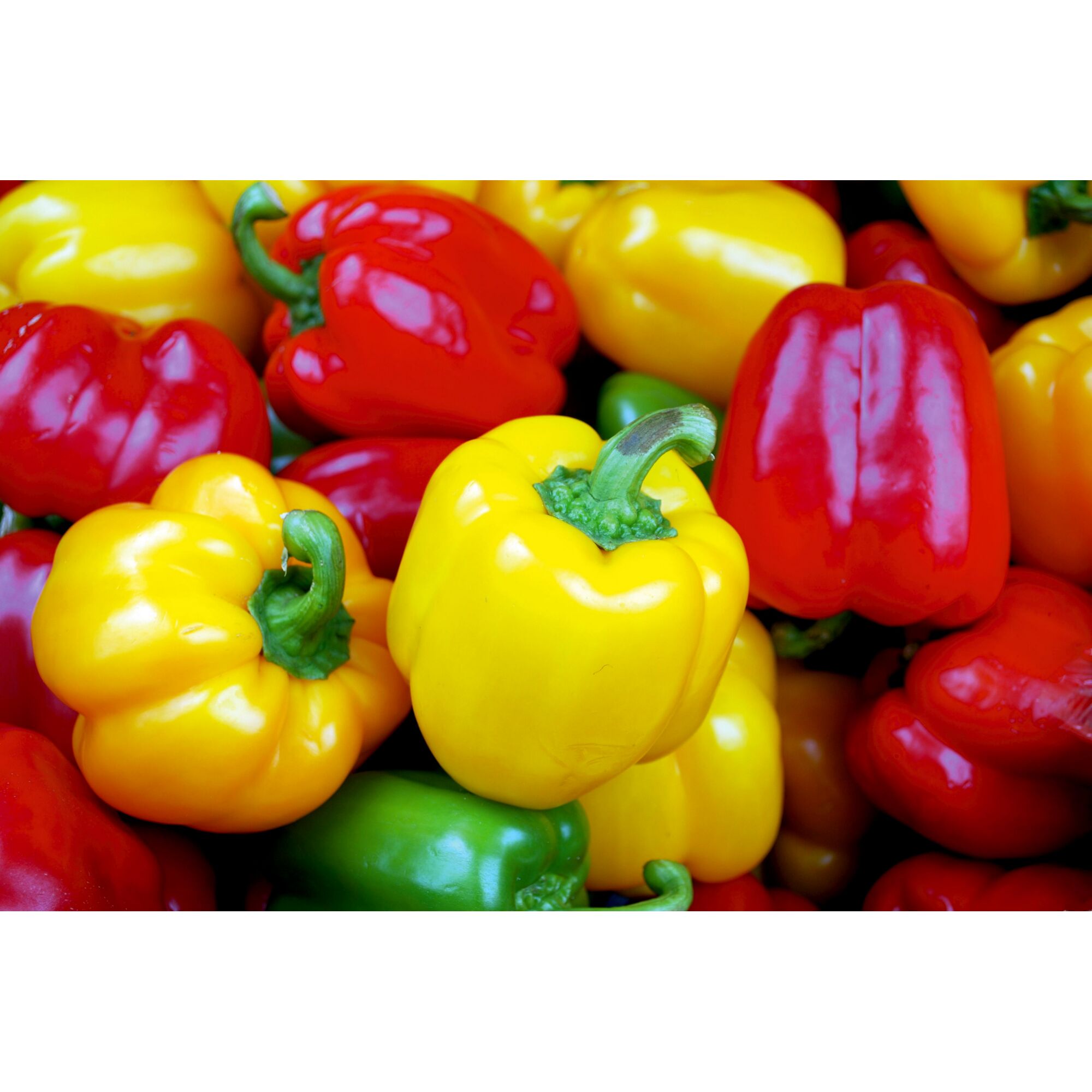 Bunte Paprika in rot, gelb und grün