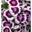hauptbild