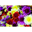 Verkleinertes Bild von Chrysanthemen-Quattro 12 cm Topf, 2er-Set