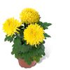 Topf mit drei gelben Chrysanthemen