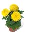 Topf mit drei gelben Chrysanthemen