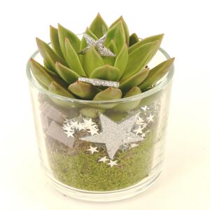Glas mit Echeverie