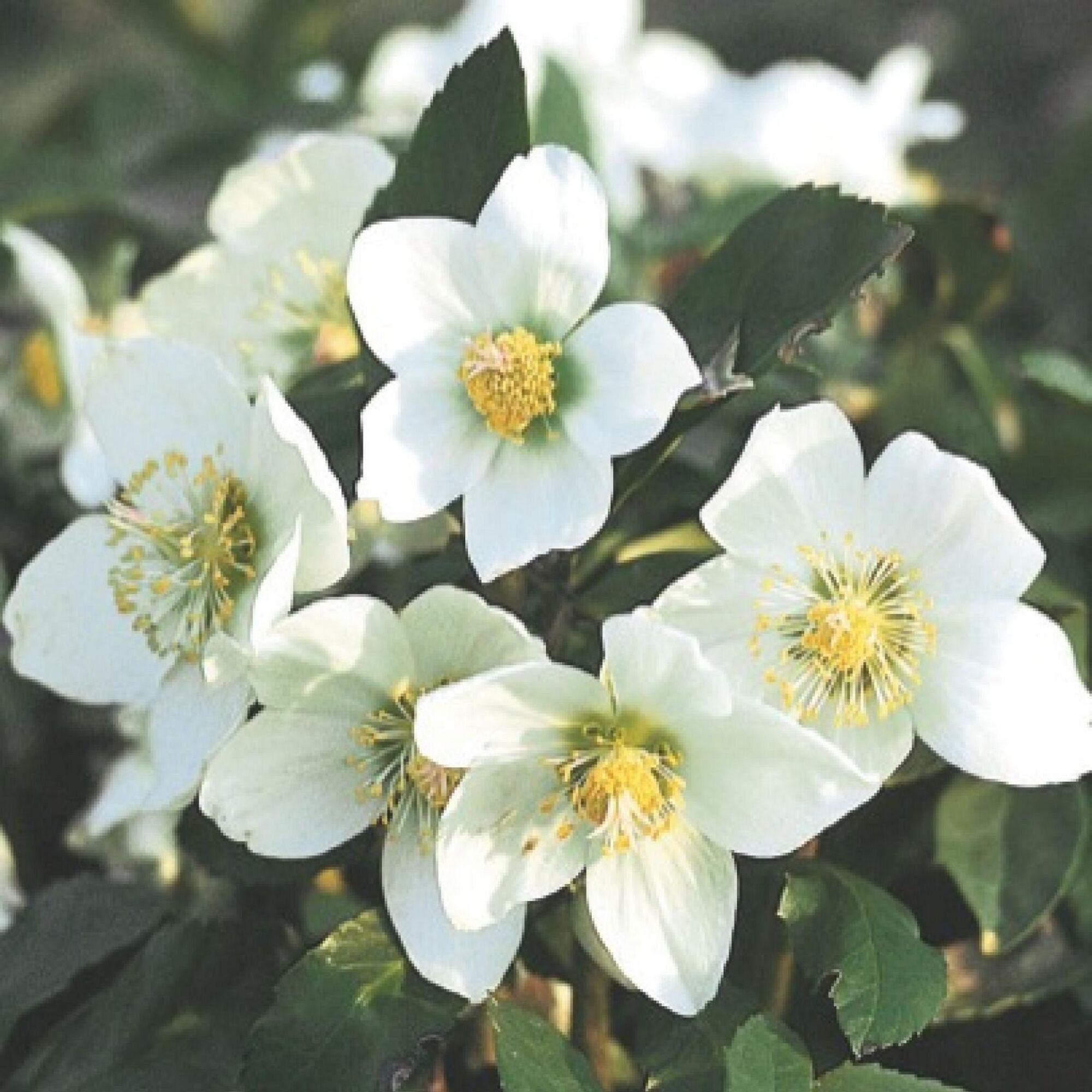 Weiße Christrosenblüten mit gelben Staubgefäßen