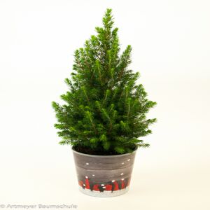 Fair Trees® Weihnachtsbaum Nordmanntanne auf Holzkreuz 80-100 cm