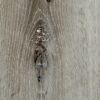 Vinylboden Silver Oak eichefarben hell 3,5 mm