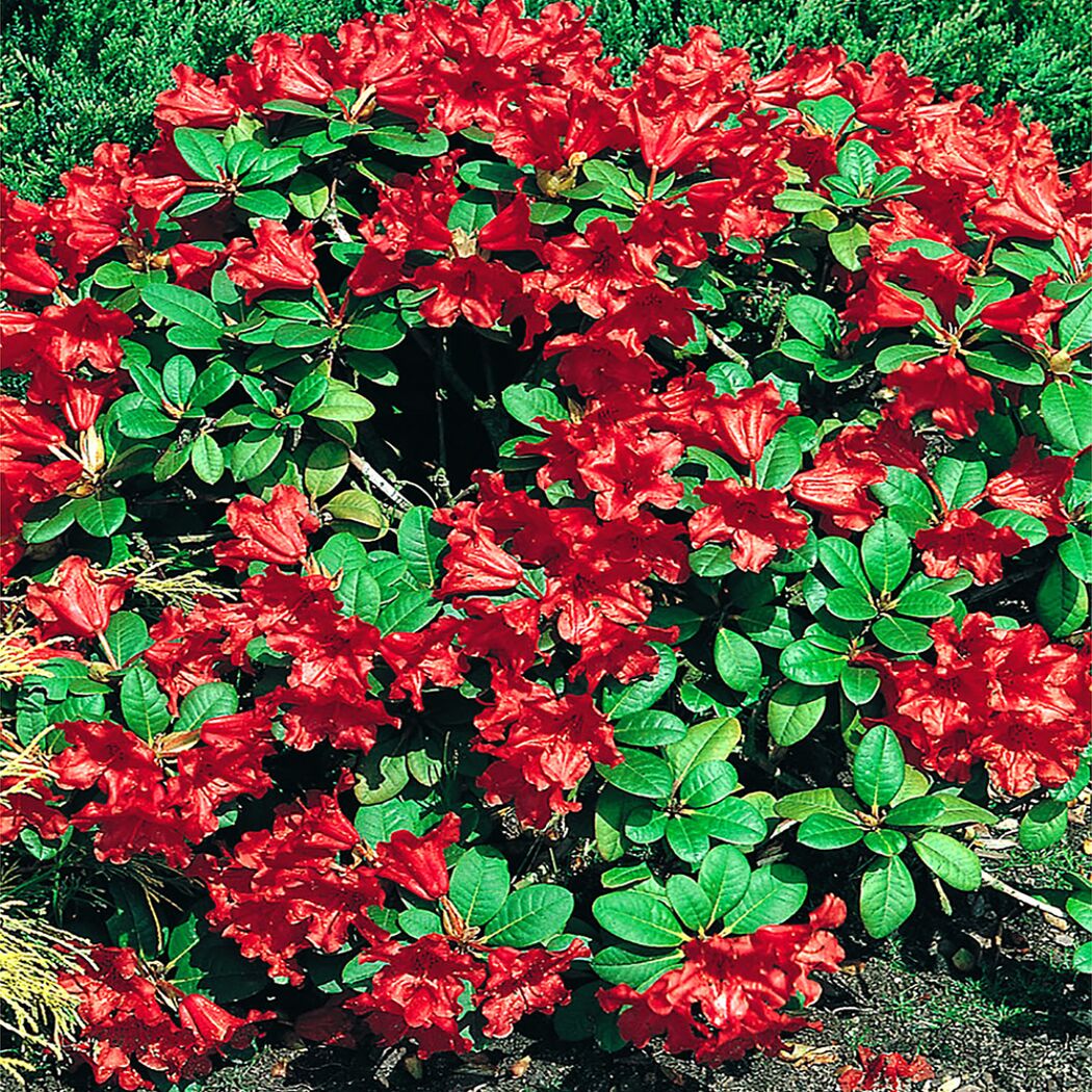 Rhododendron Repens, Zwergalpenrose mit roten Blüten