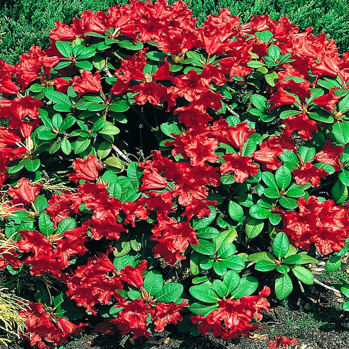 ZwergRhododendron