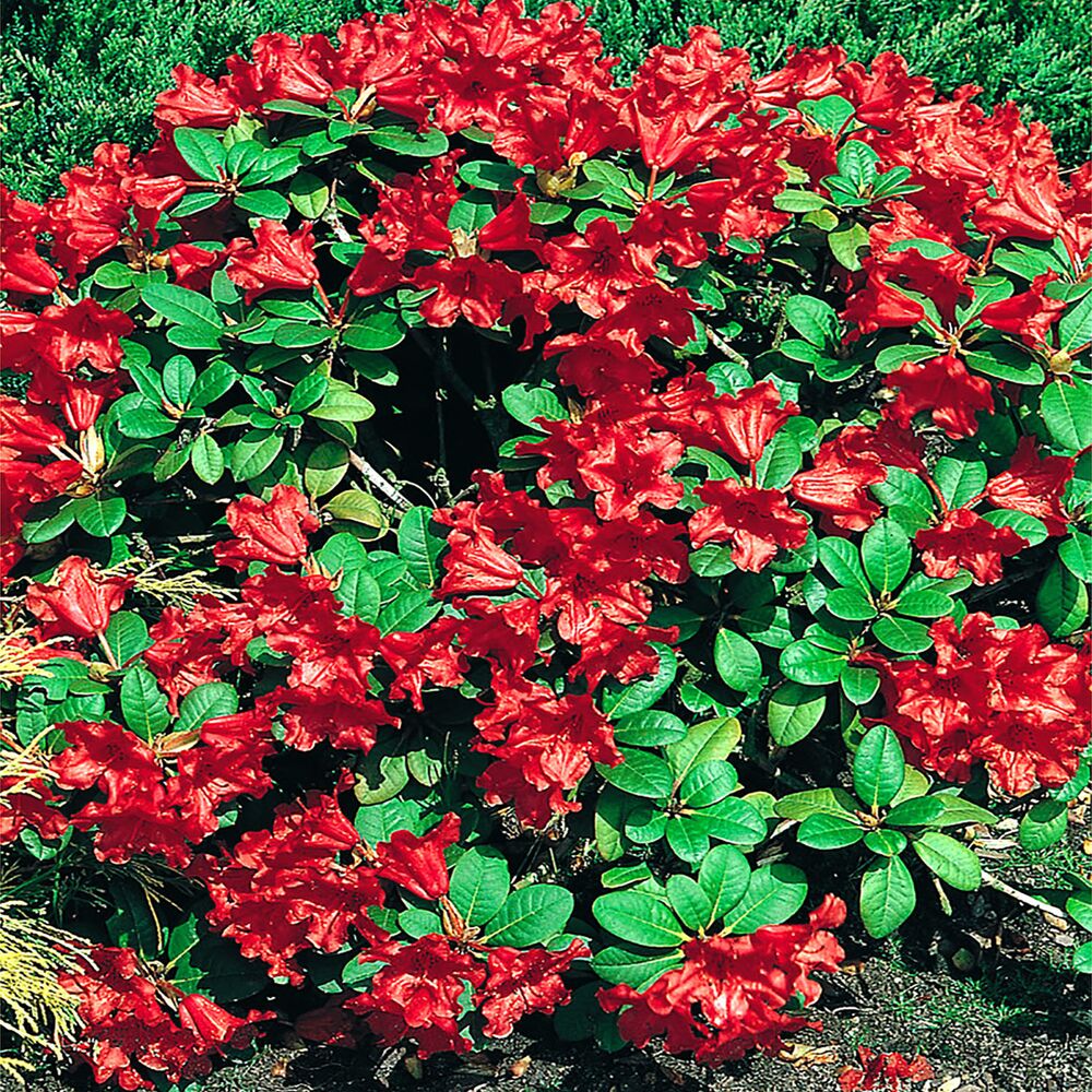Rhododendron Repens, Zwergalpenrose mit roten Blüten
