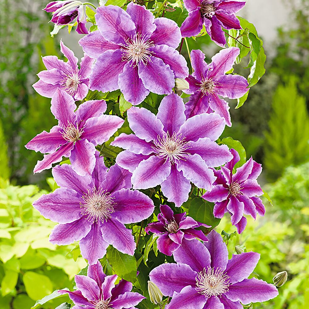 Lila Clematisblüten