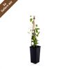 Clematis Dr. Ruppel im Topf mit Rankhilfe