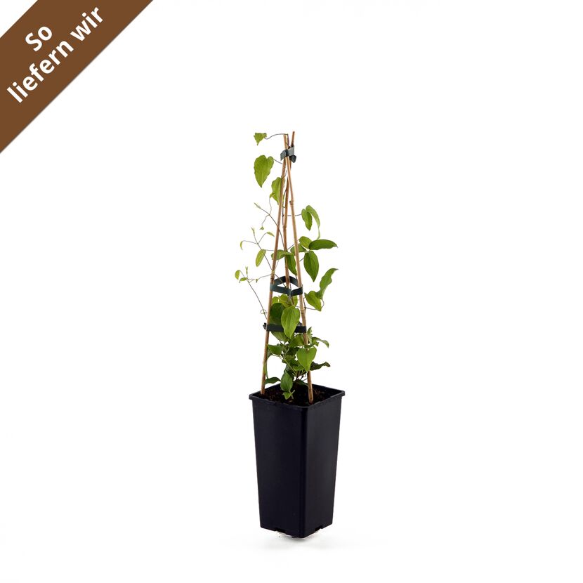 Clematis Dr. Ruppel im Topf mit Rankhilfe