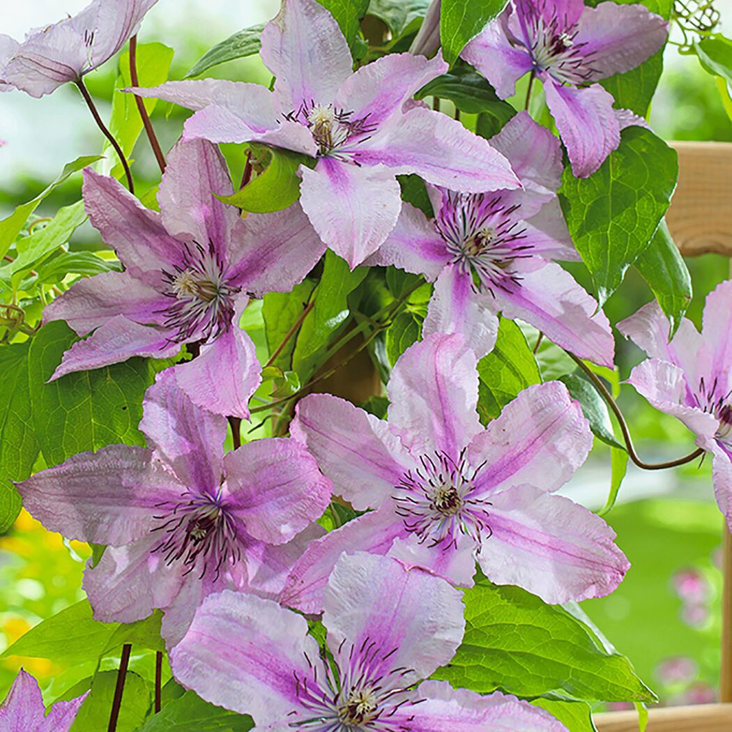 Rosa Clematis Hagley Hybrid Blüten