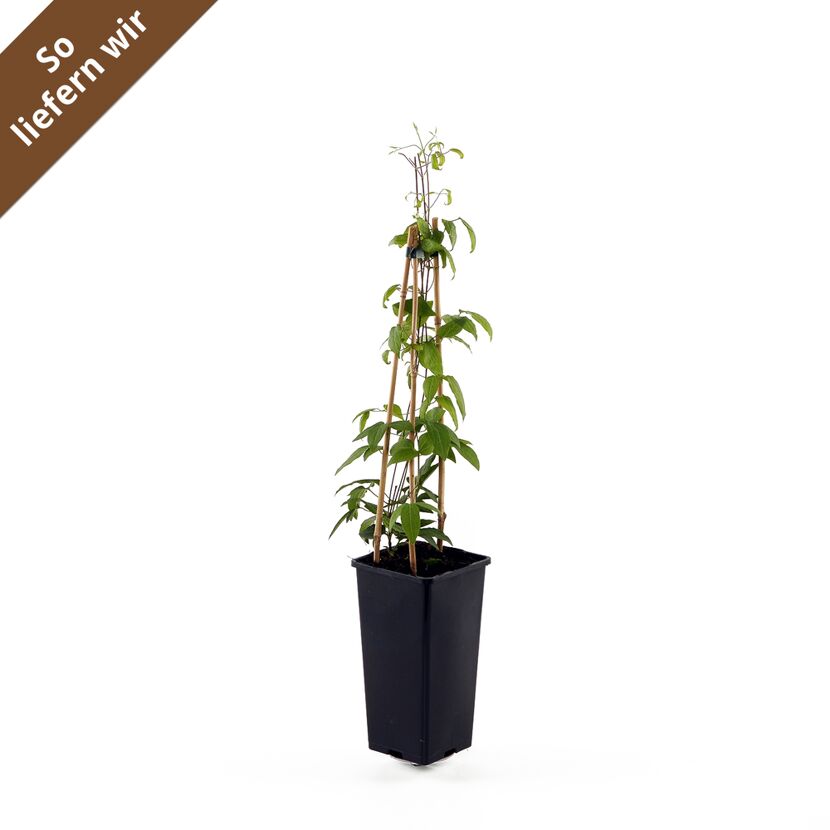 Clematis Hagley Hybrid im Topf
