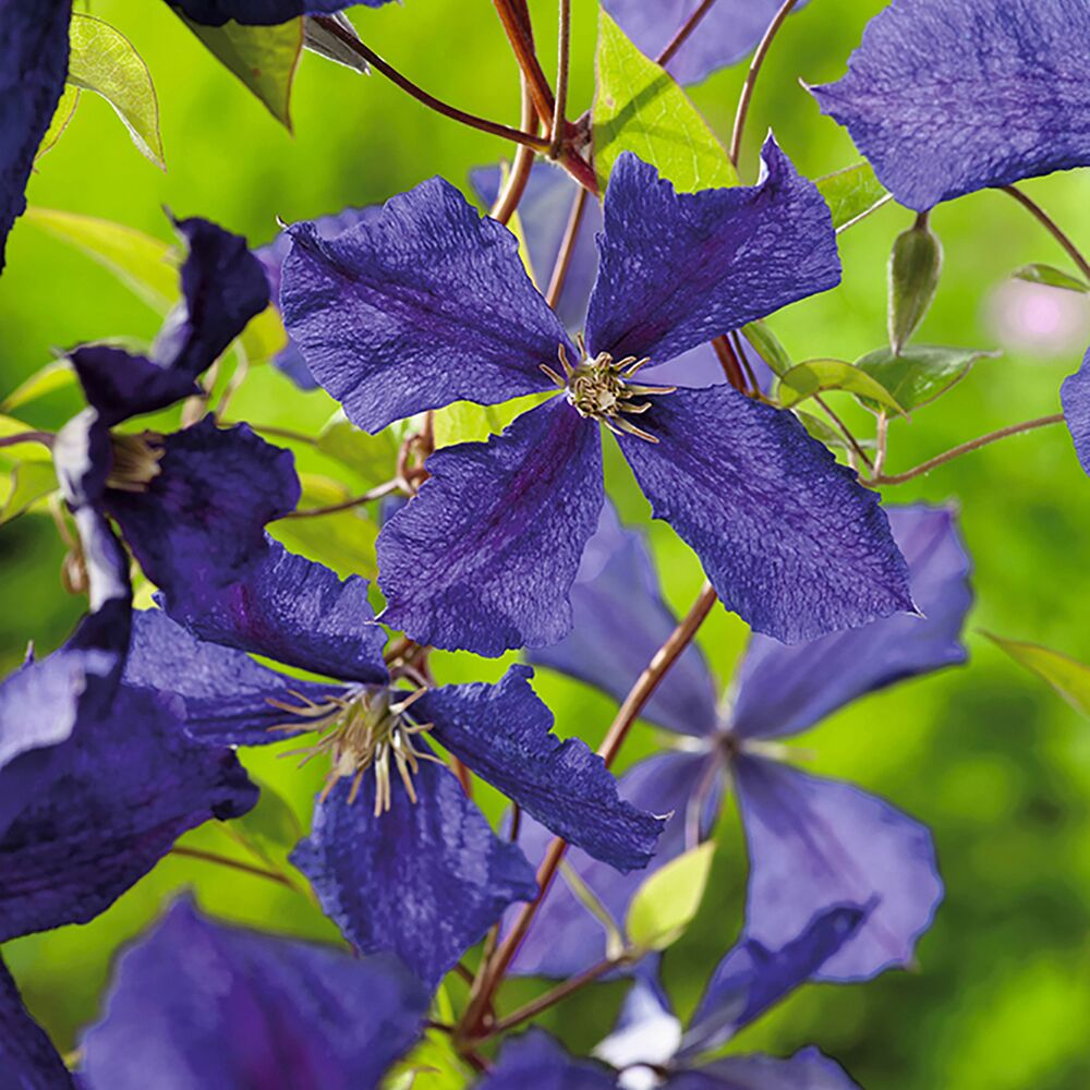 Nahaufnahme von violetten Clematisblüten
