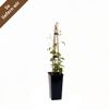 Clematis Jackmanii Pflanze im schwarzen Topf mit Rankhilfe
