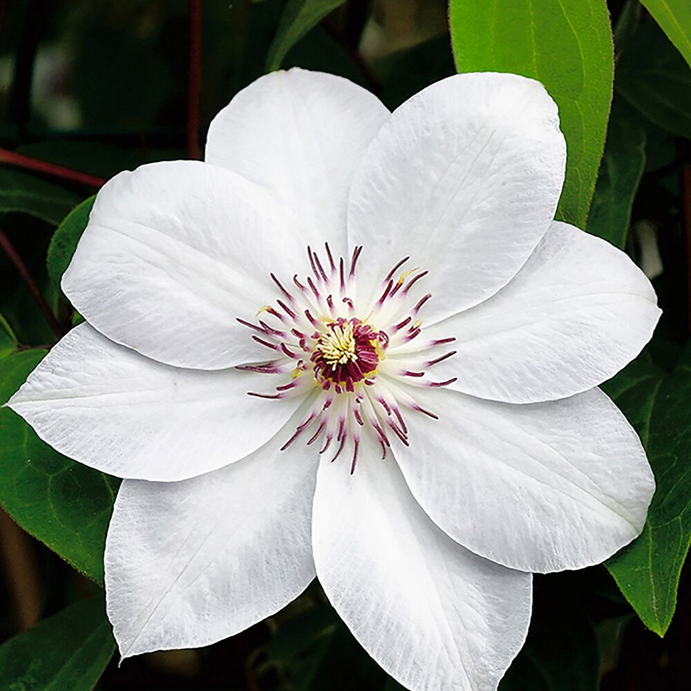 Weiße Clematisblüte mit rot-violettem Blüteninneren