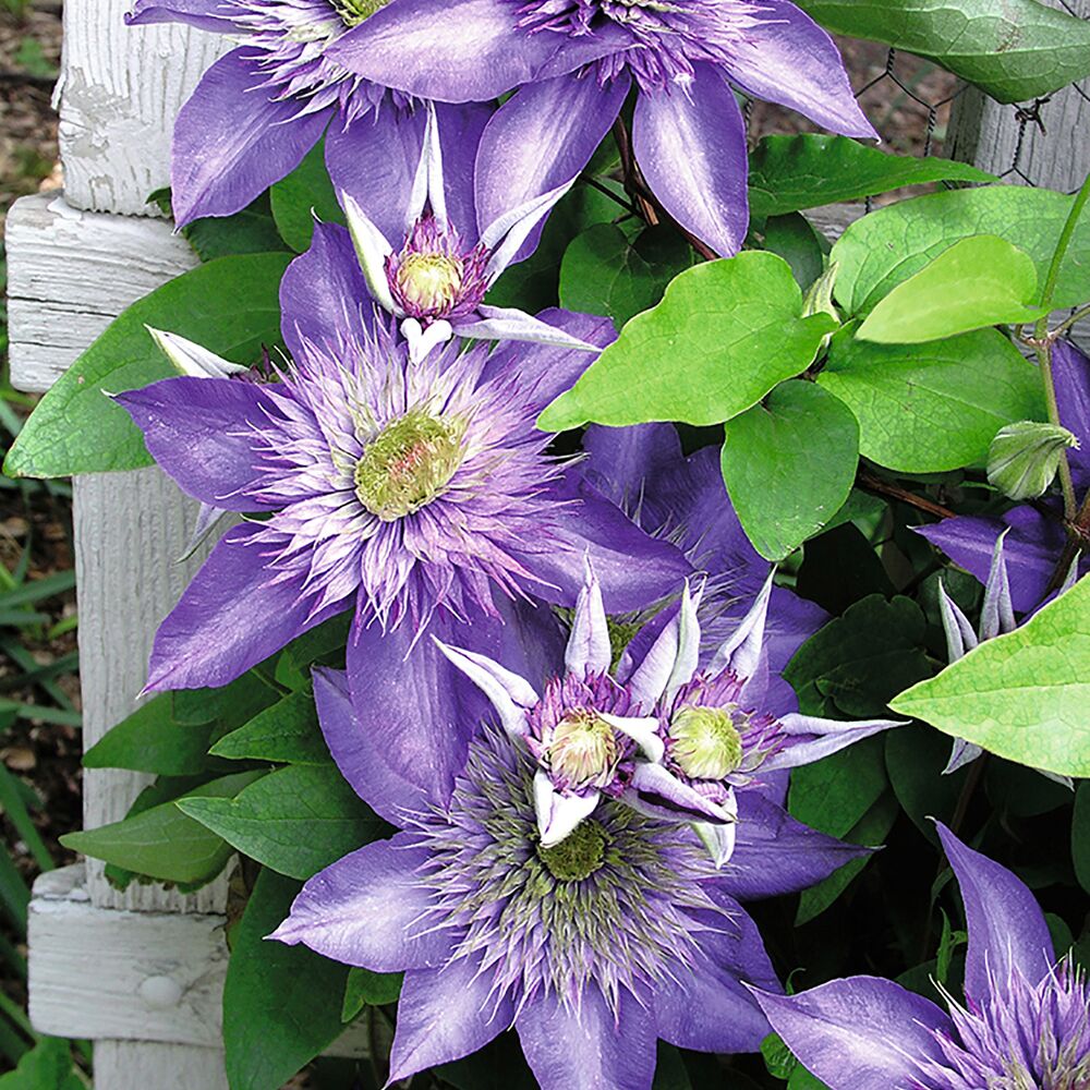 Lila Clematis Multi Blue Blüten an einem weißen Holzspalier