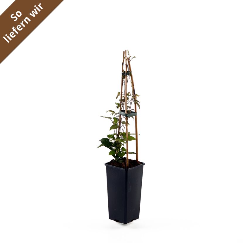 Clematis Multi Blue im schwarzen Topf mit Rankhilfe