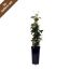 Clematis Nelly Moser im Topf