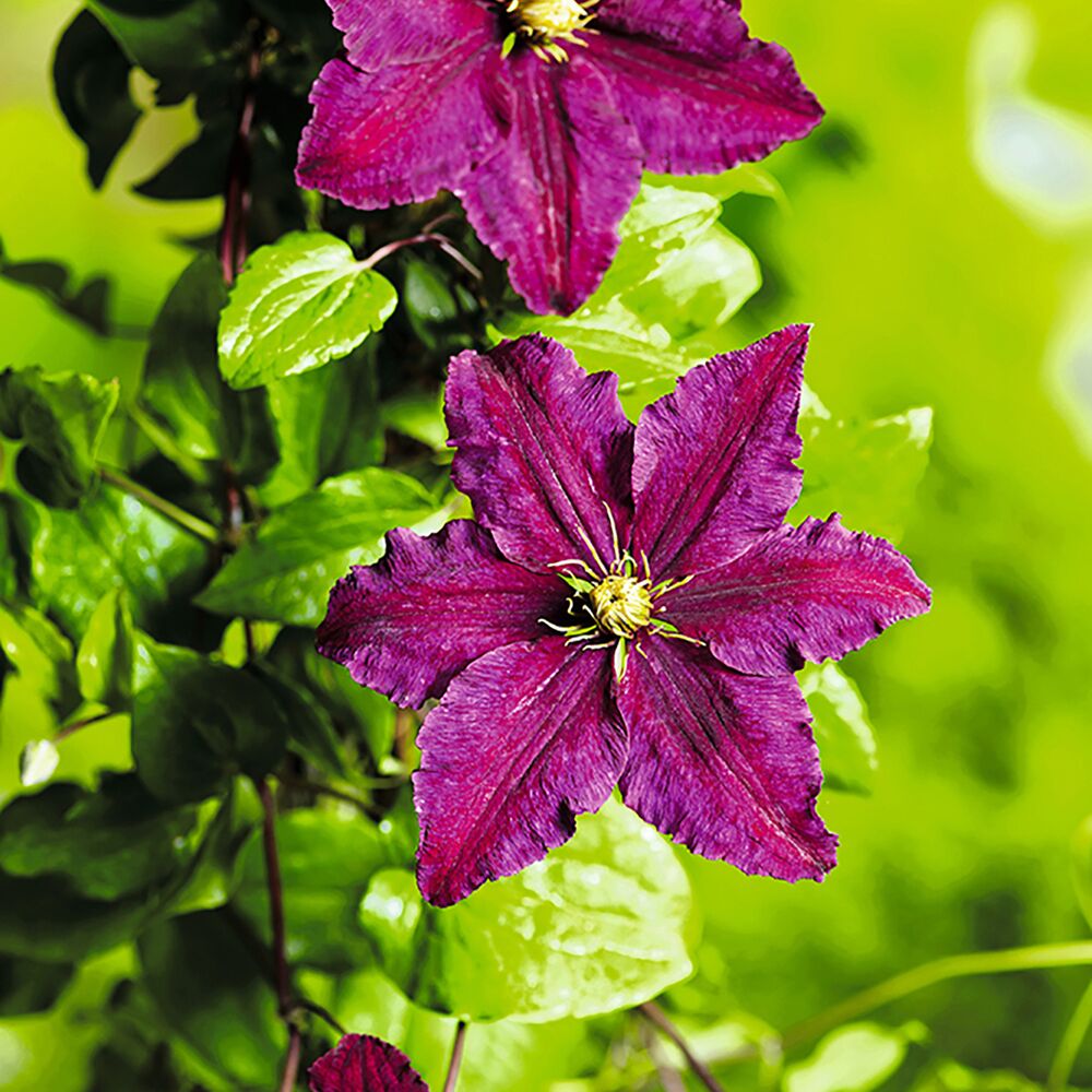 Clematis Niobe, dunkelviolette Blüte