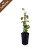 Clematis Niobe im Topf
