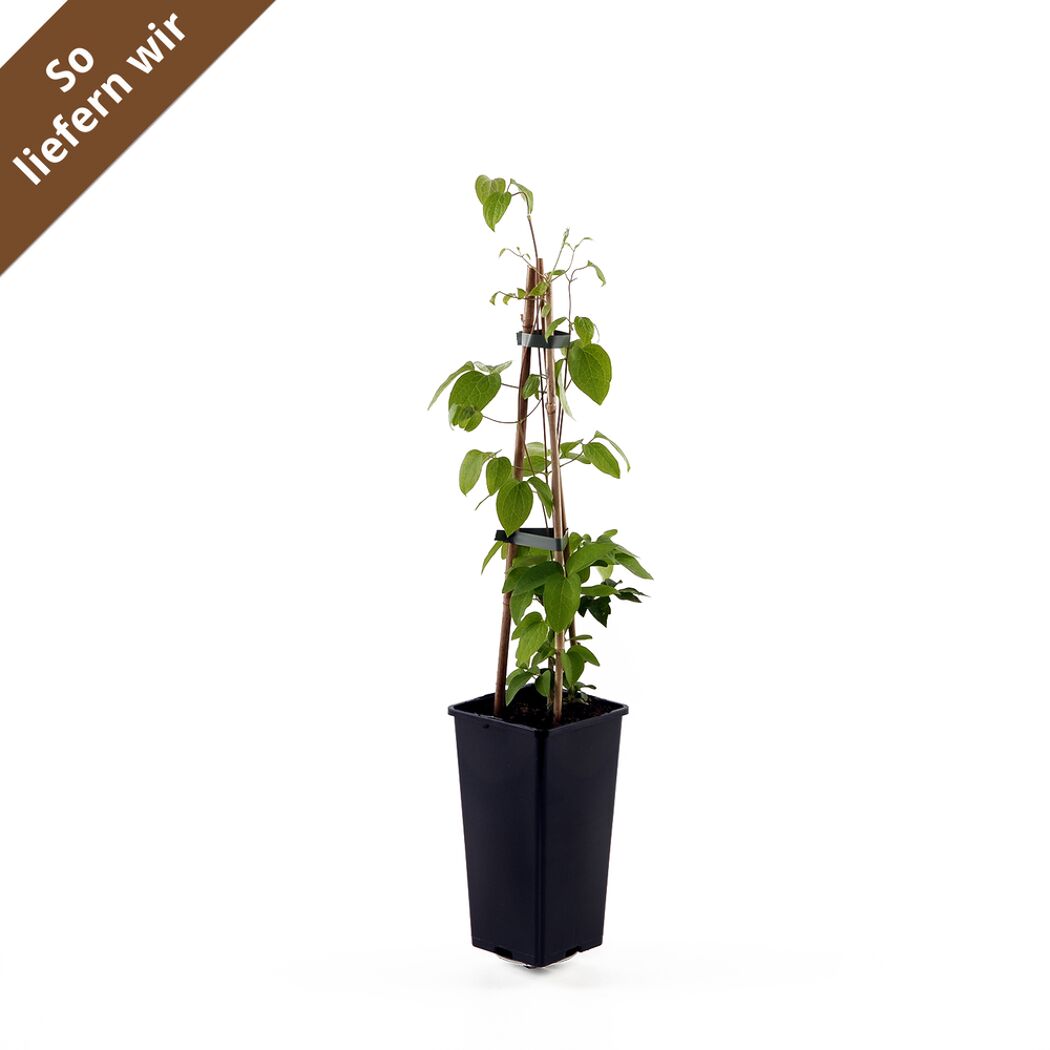 Clematis Niobe im Topf