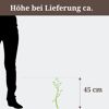 Clematis Niobe, ca. 45 cm hoch bei Lieferung