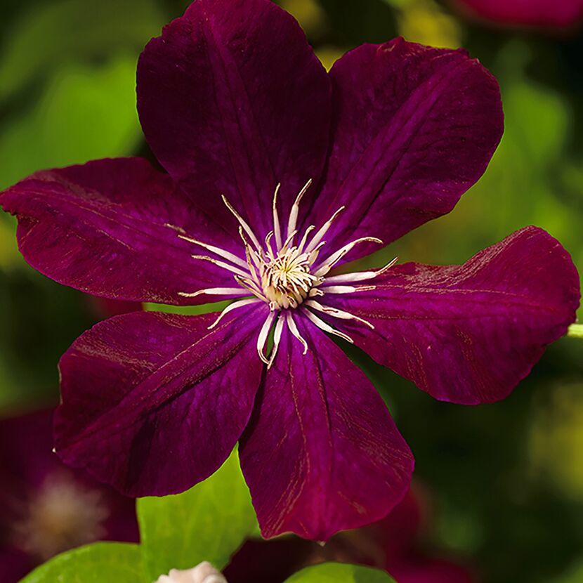 Nahaufnahme einer dunkelroten Clematisblüte.