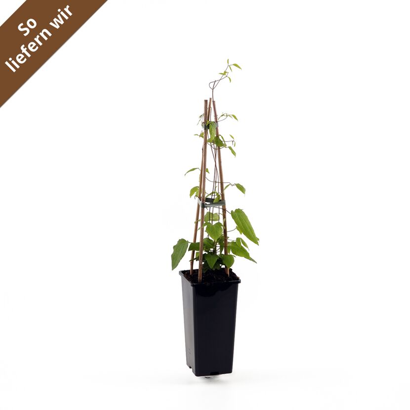 Clematis Rouge Cardinal Pflanze im Topf mit Rankhilfe