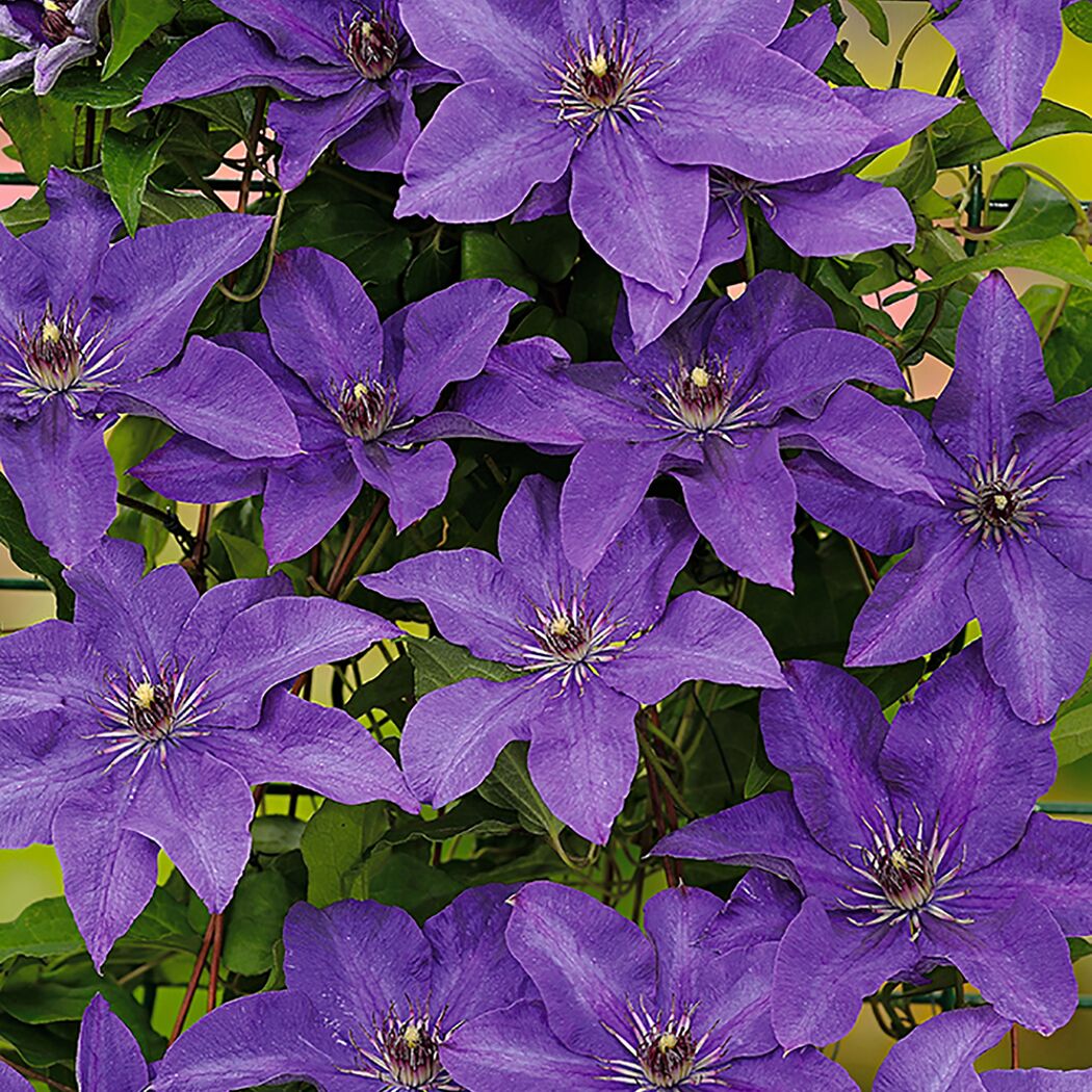 Clematis The President, violette Blüten