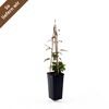 Clematis The President im Topf mit Rankhilfe