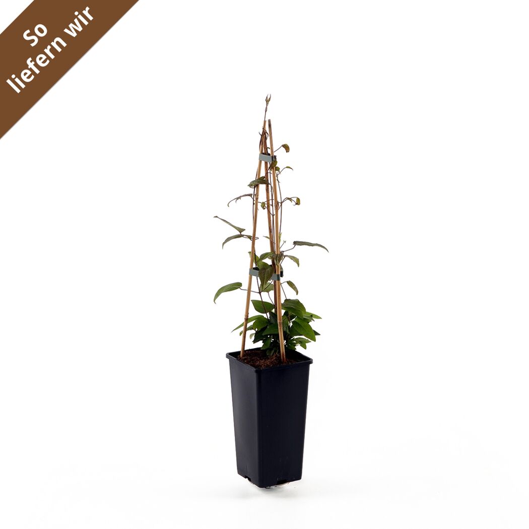 Clematis The President im Topf mit Rankhilfe