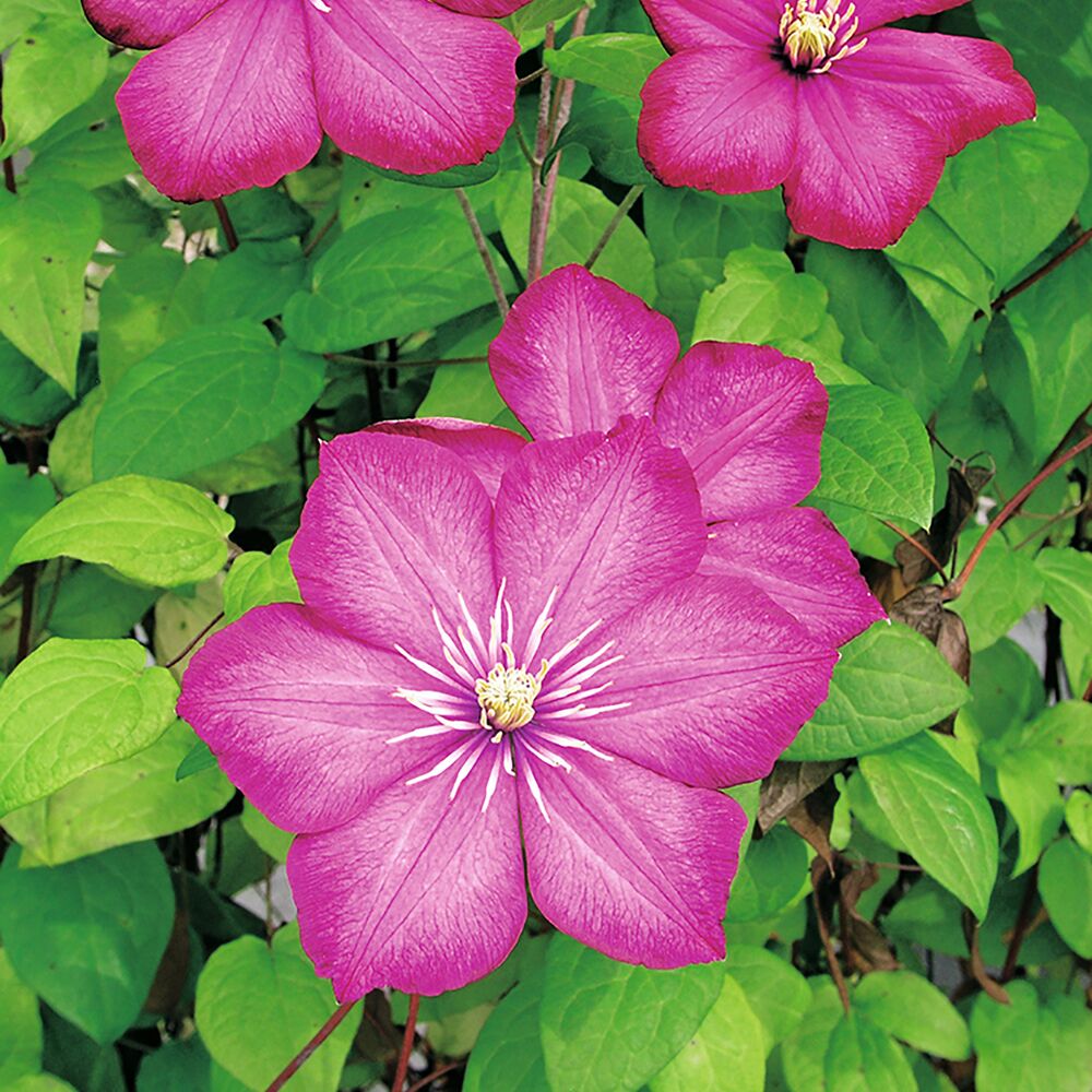Clematis Ville de Lyon