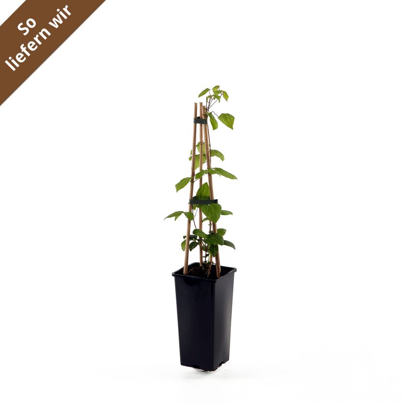 Clematis Ville de Lyon im Topf mit Rankhilfe