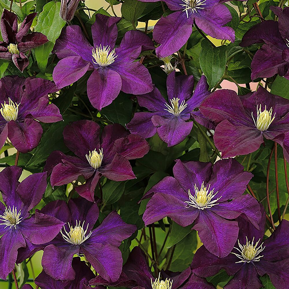 Nahaufnahme der Clematis 'Warszawska Nike'