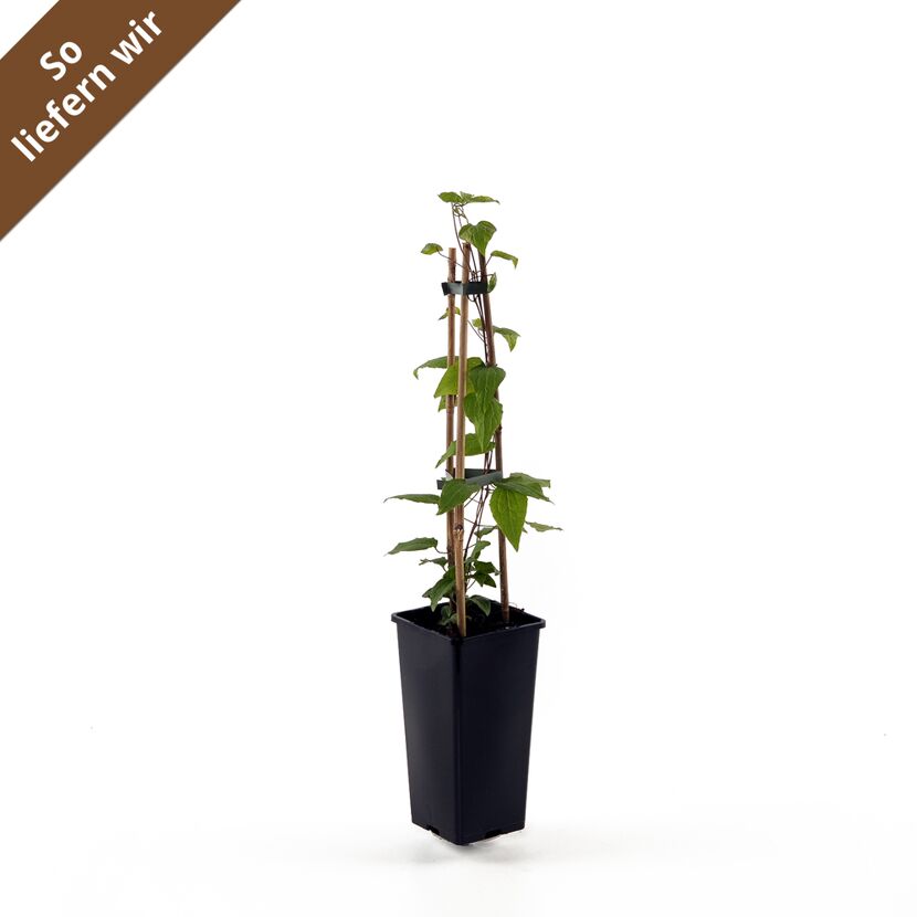 Clematis Warszawska Nike im Topf