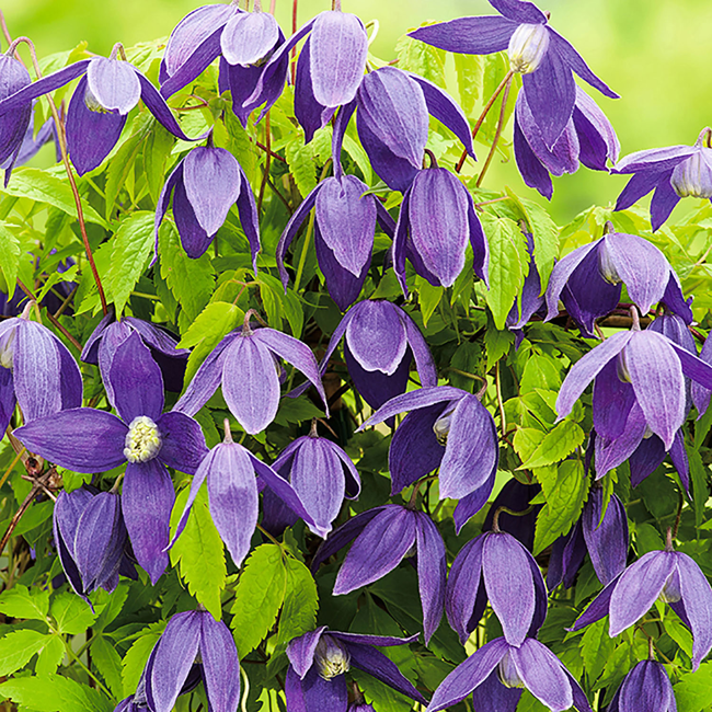 Bild von Clematis 'blau' 14 cm Topf