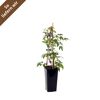 Clematis alpina Pflanze im Topf mit Rankhilfe