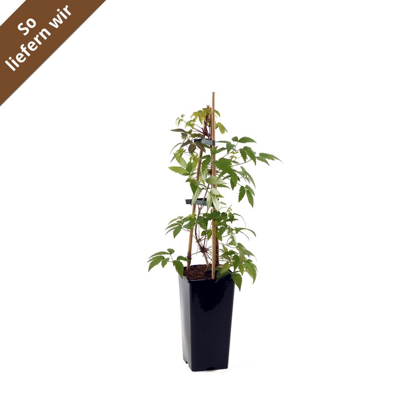 Clematis alpina Pflanze im Topf mit Rankhilfe