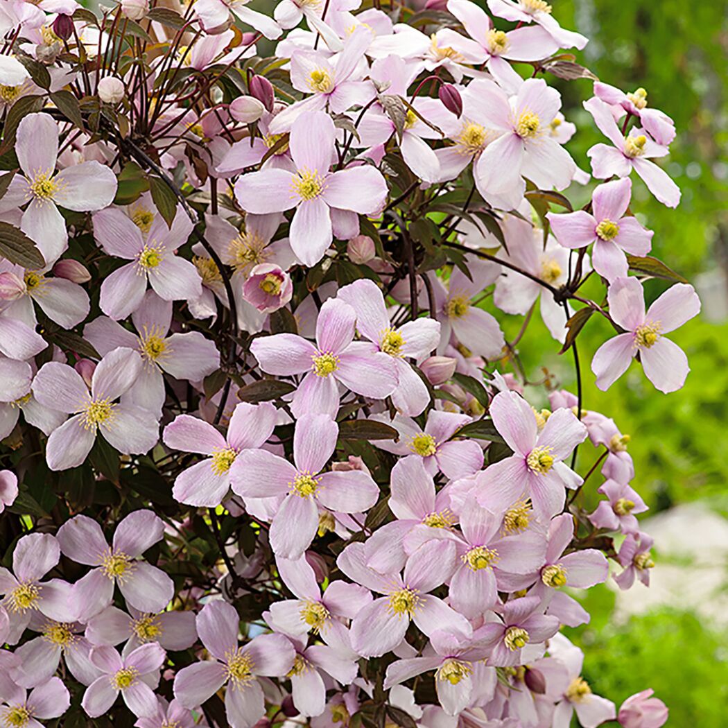 Rosa Clematis Mont Ruben