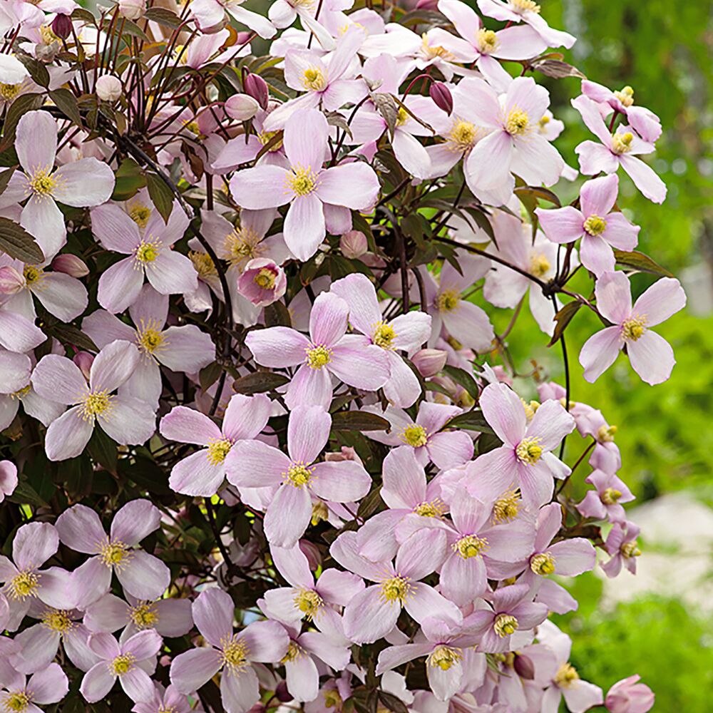 Rosa Clematis Mont Ruben