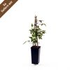 Clematis Mont Ruben im Topf