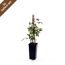 Clematis Mont Ruben im Topf