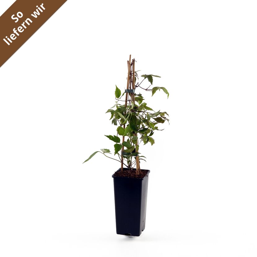 Clematis Mont Ruben im Topf