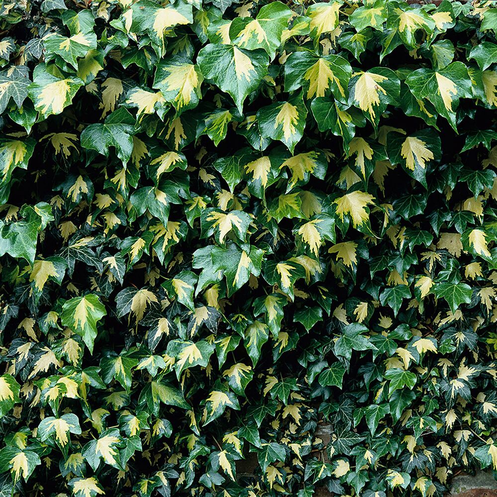 Nahaufnahme von Efeu mit grün-gelb panaschierten Blättern