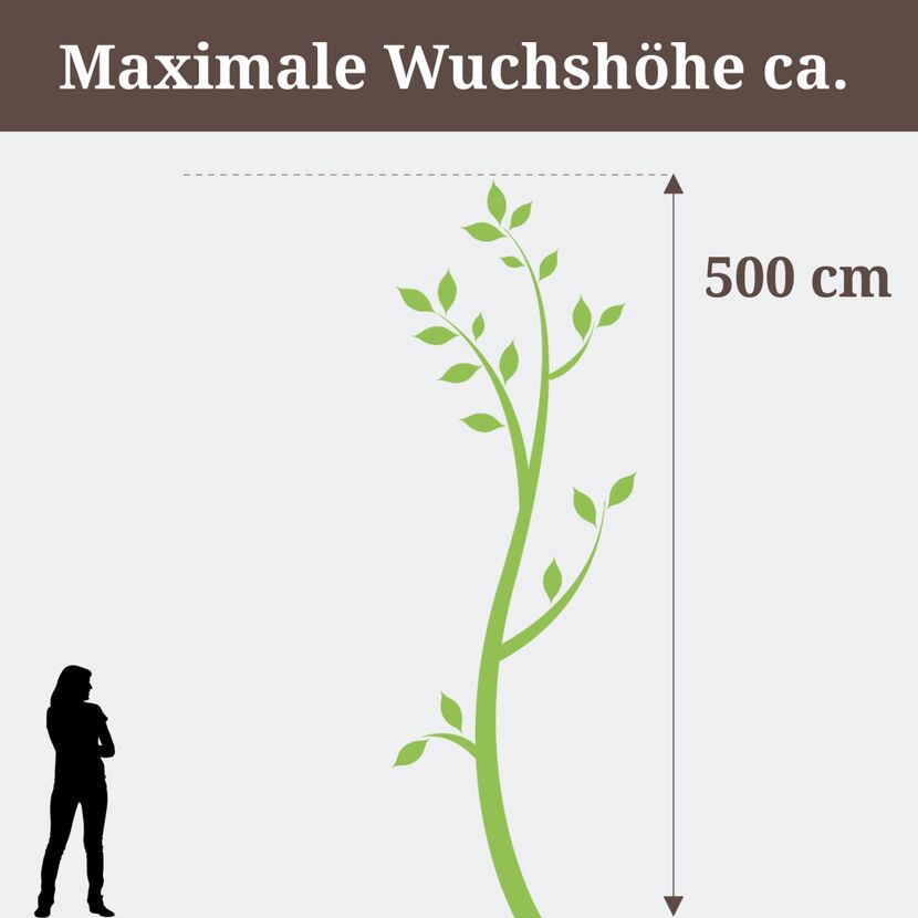 Person steht neben Efeu, maximale Wuchshöhe 500 cm.